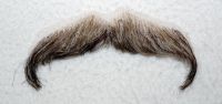 Moustache, Brown grey